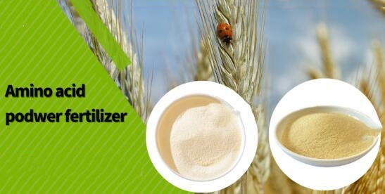 Amino Acid Powder