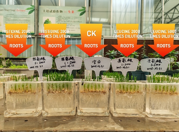 Unlock Premium Fruit Quality: How Free Amino Acid (FAA) Fertilizers Enhance Flavor, Color & Market Value